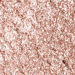 22 Sparkling Shell